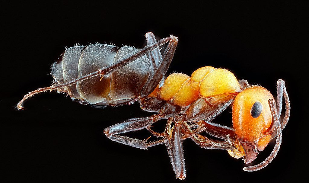 Ant Control service in Berwyn, IL