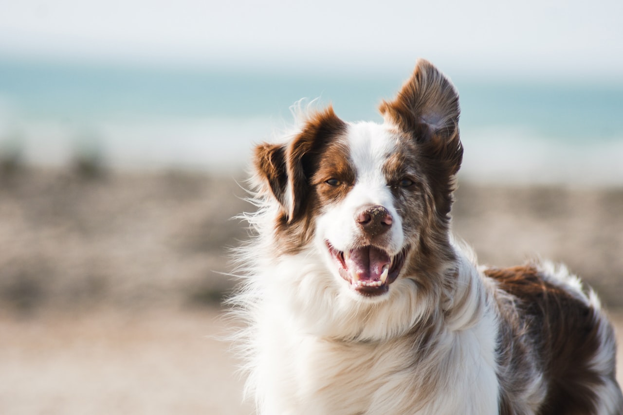Flea & Tick Control service in Berwyn, IL