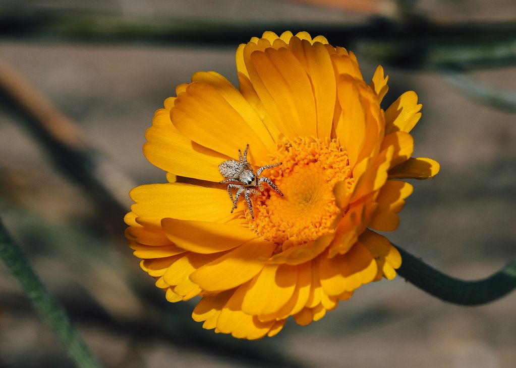 Spider Control service in Berwyn, IL
